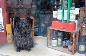 Doggy in the window