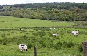 Interest from the sheep