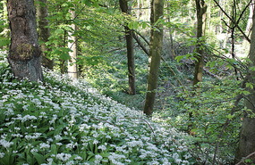 The Dunnottar woods