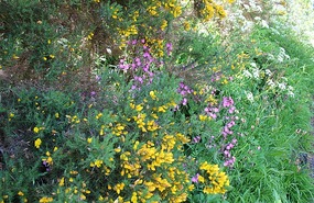 More flowers