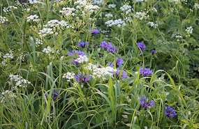 Wildflowers