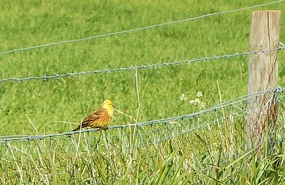 Yellowhammer?