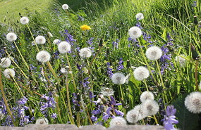 By the footpath