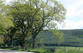 Pine forests on the hills