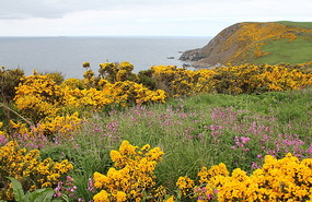 Wildflowers