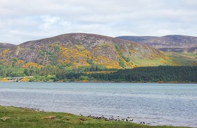 Yellow hills