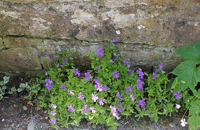By the wall