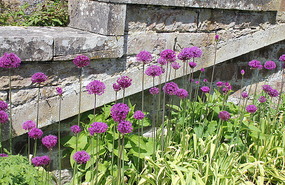 Purple pompoms