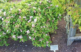 Dwarf apple tree