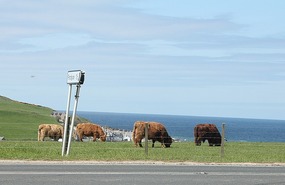 Highland cattle- don't see many