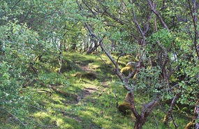 Mossy rocks