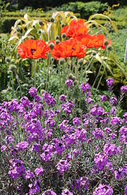 Purple perennial wallflowers and poppies