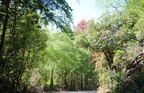 Rhododendrons on the way