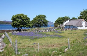Old cottage and bluebells