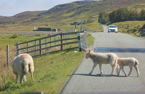 Sheep traffic
