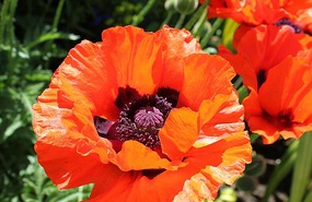 Poppies in Plockton