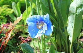 Blue poppy,  or Meconopsis grandis