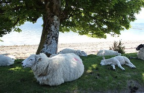 Lamb outstretched