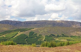 Remaining pine trees