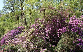 Rhododendrons by the road 