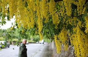 Flowering cassia