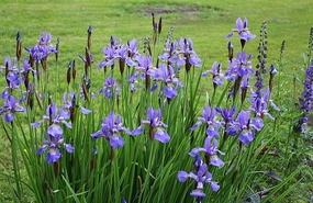 Iris