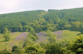 Bluebells on the mountain
