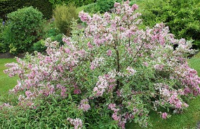 Weigela