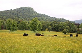 Cattle in a buttercup field