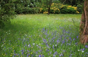 Bluebells