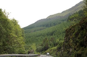 Pine forests by Lake Lomond