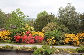 Rhododendrons at Inveraray Castle 