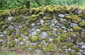 Mossy wall under the trees