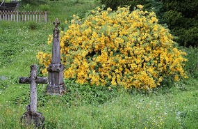 This rhododendron seen a lot here