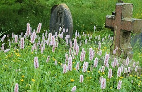 Overgrown cemetery