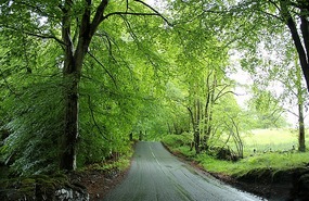 Through the lacey trees