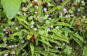 Baby ferns
