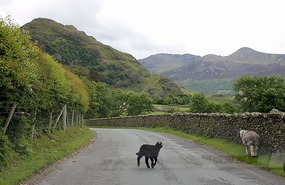 Little black lamb