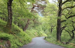 Love driving under these lovely trees