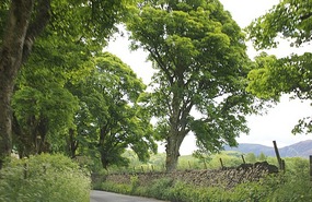 Gorgeous trees