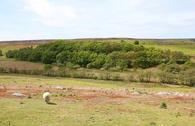 On the moors