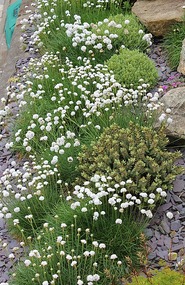 Flowers on the hill