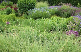 Perennial Meadow at Scampston