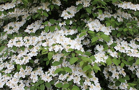 Flowering hedge