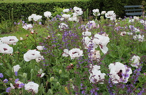 Poppies