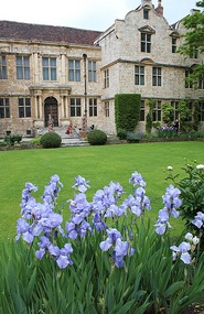 Iris by the green