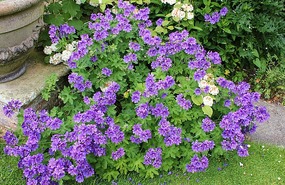 Purple geranium