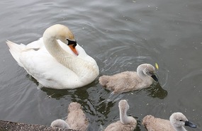 Swan and little ones