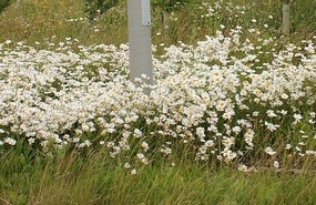 Daisies by the roadside
