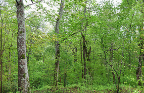 Forest so green